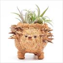 LIKHA(リカー) 鉢カバー プランター ベビーハリネズミプランター