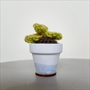 C Yarn Hut(シーヤーンハット) クロシェセスクラン S